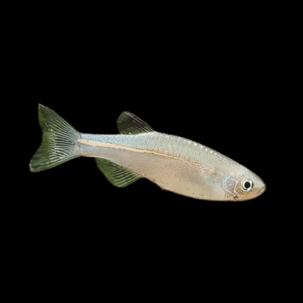 Pearl Danio Danio Albolineatus 2cm - Real Aquatics