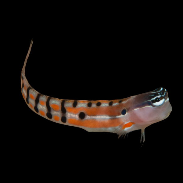 Pearl Dot Dash Blenny Ecsenius Bimaculatus - Real Aquatics