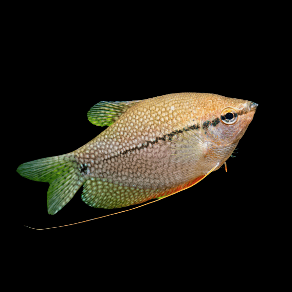Pearl Gourami Trichopodus Leerii 5cm - Real Aquatics