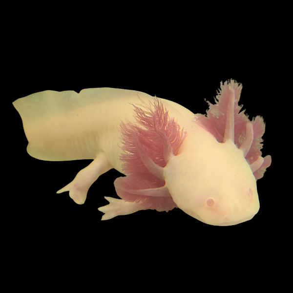 Pearl Red Eye Axolotl Ambystoma Mexicanum - Real Aquatics