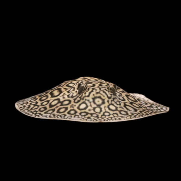 Freshwater Pearl Stingray Potamotrygon Jabuti 20cm