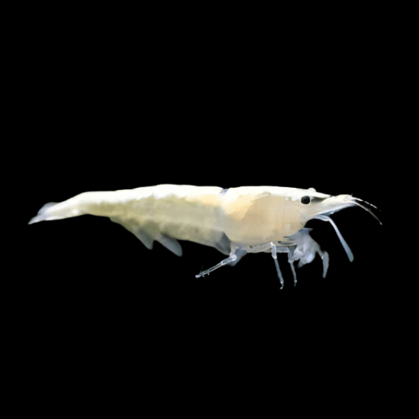 Pearl White Shrimp Neocaridina Zhangjiajiensis 2cm - Real Aquatics