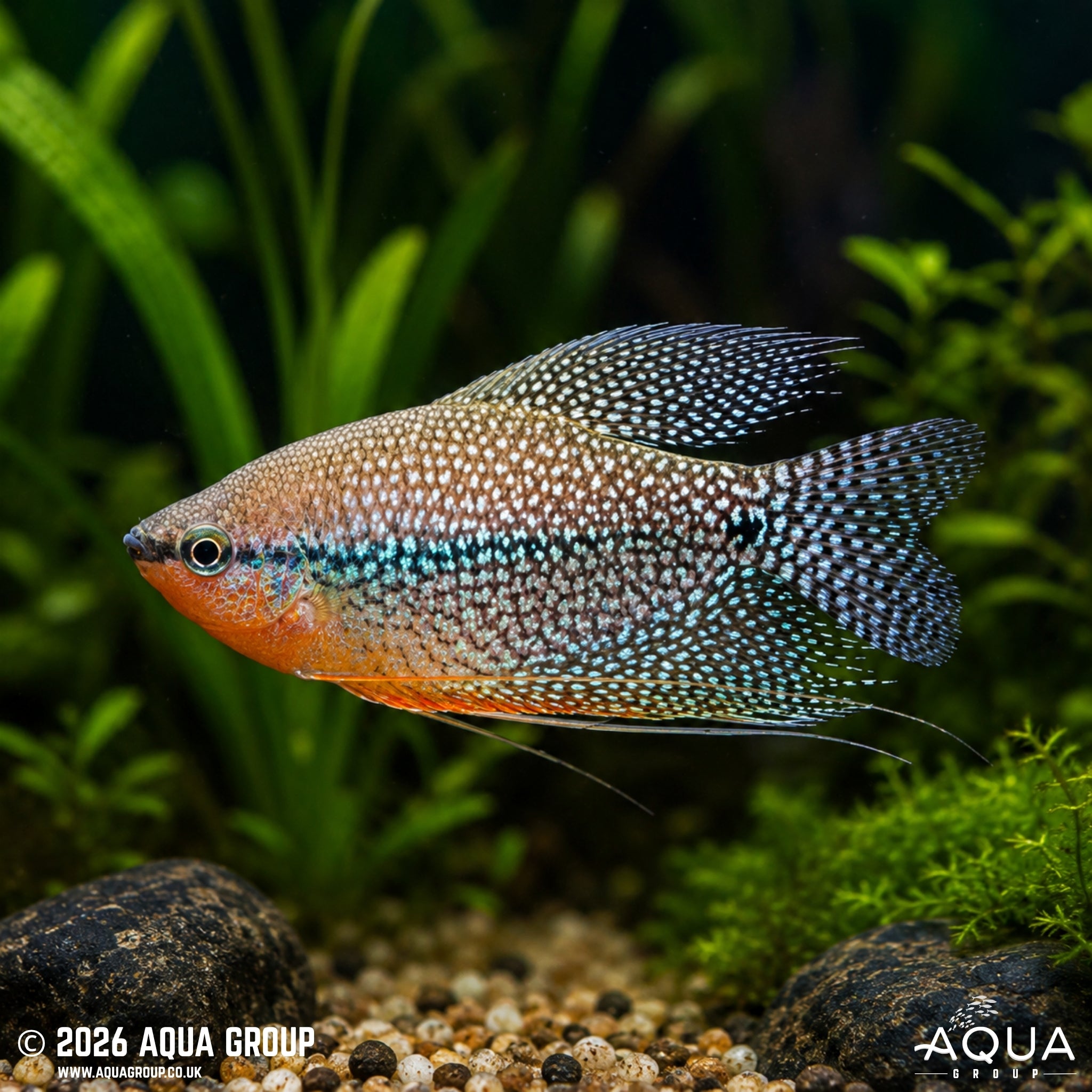 Pearl Gourami (Trichopodus leerii)