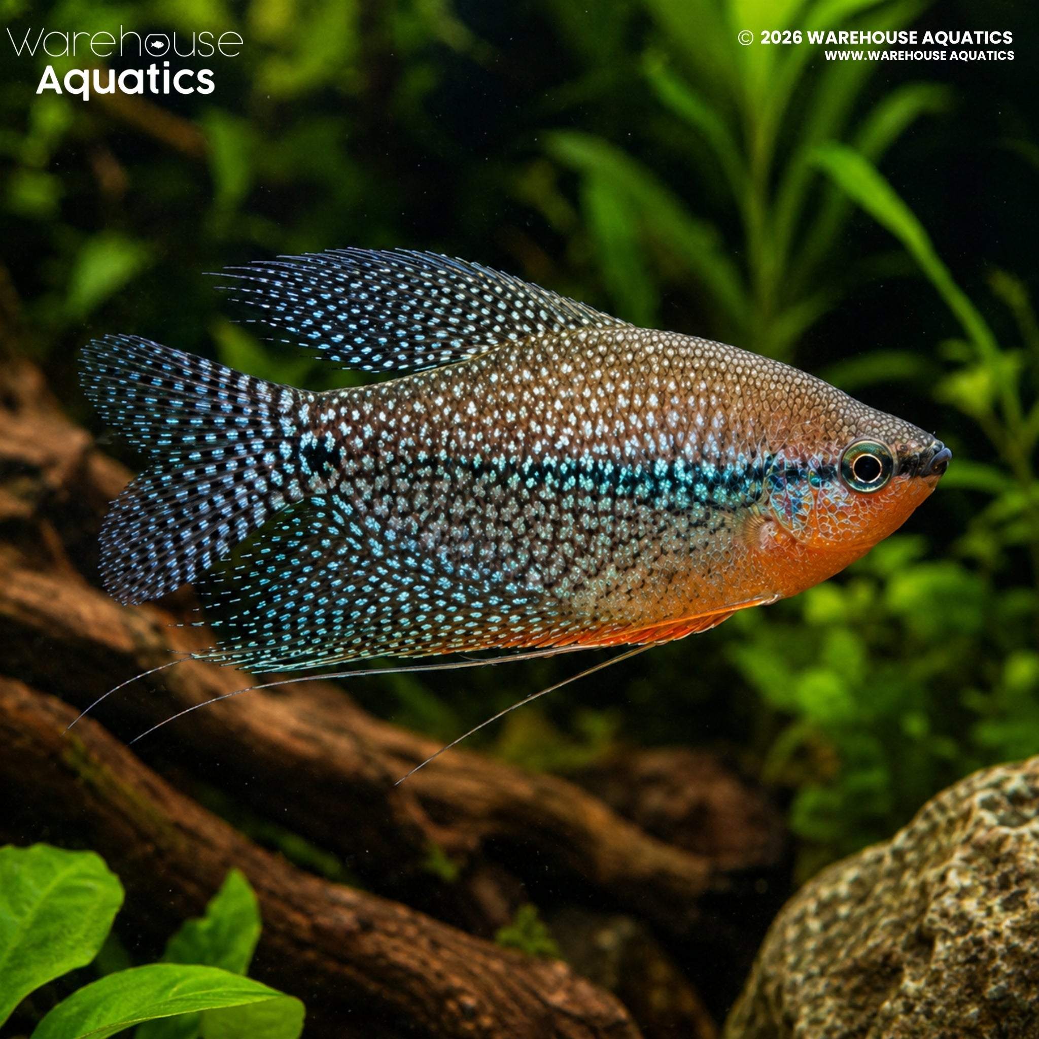 Pearl Gourami (Trichopodus leerii)