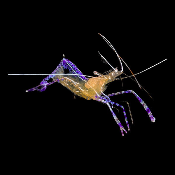 Pederson Cleaner Shrimp Ancylomenes Pedersoni - Real Aquatics