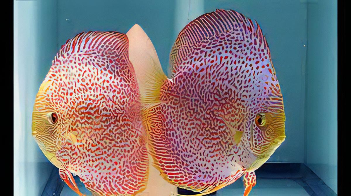Penang Eruption Discus - Real Aquatics
