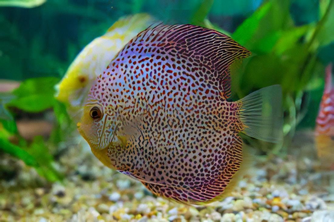 Penang Eruption Discus - Real Aquatics