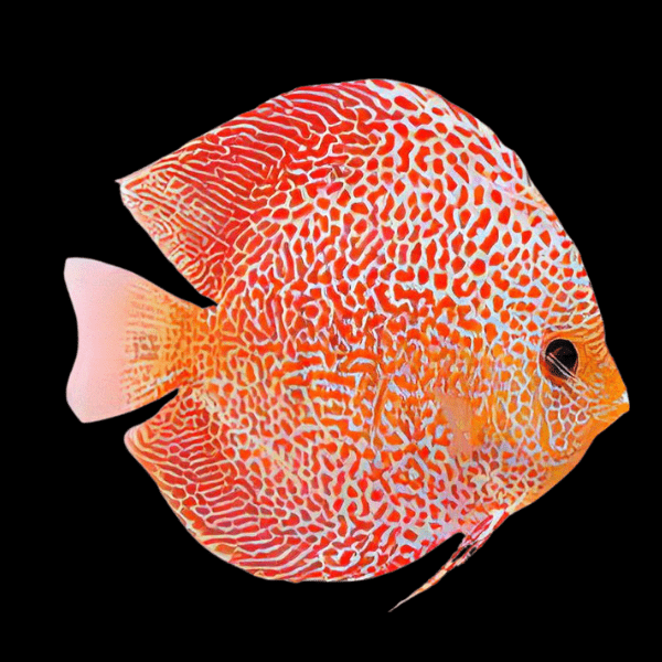 Penang Eruption Discus - Real Aquatics