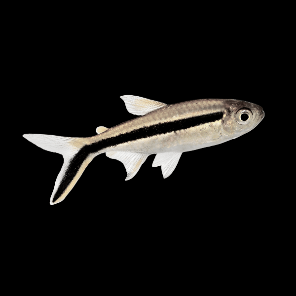 Penguin Tetra Thayeria Boehlkei 2cm - Real Aquatics