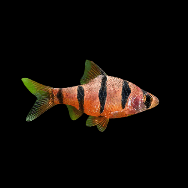 Pentazona Barb Puntius Hexazona 3cm - Real Aquatics