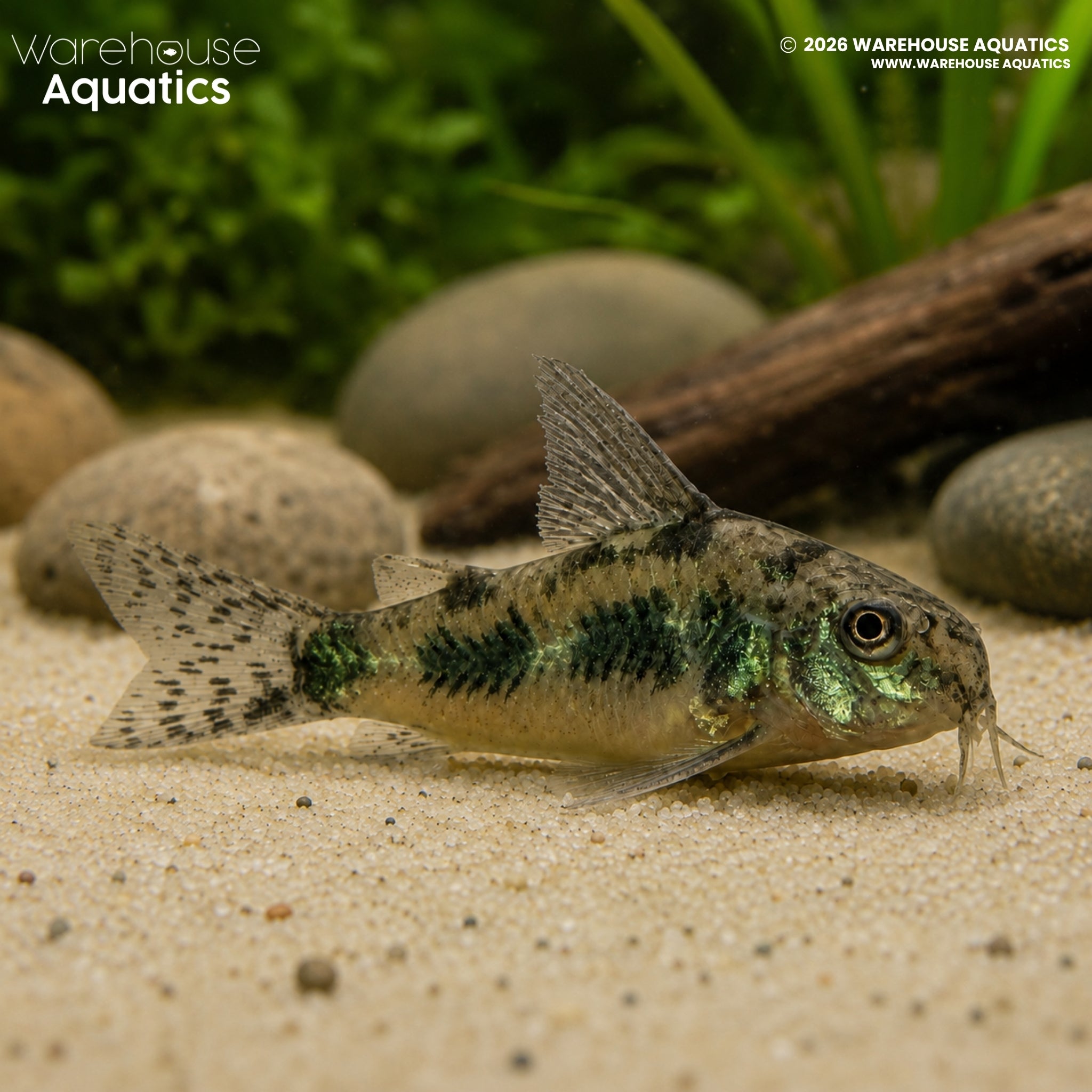 Peppered Cory (Hoplisoma paleatum)