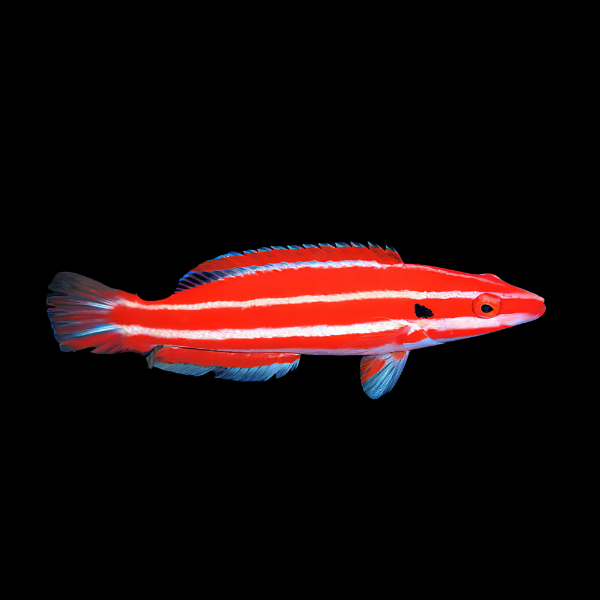 Peppermint Hog Fish Bodianus Opercularis - Real Aquatics