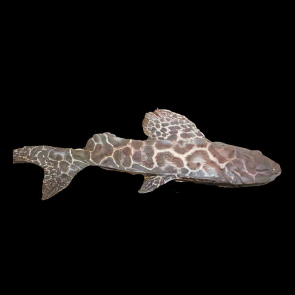 Perruno Catfish Perrunichthys Perruno 10cm - Real Aquatics