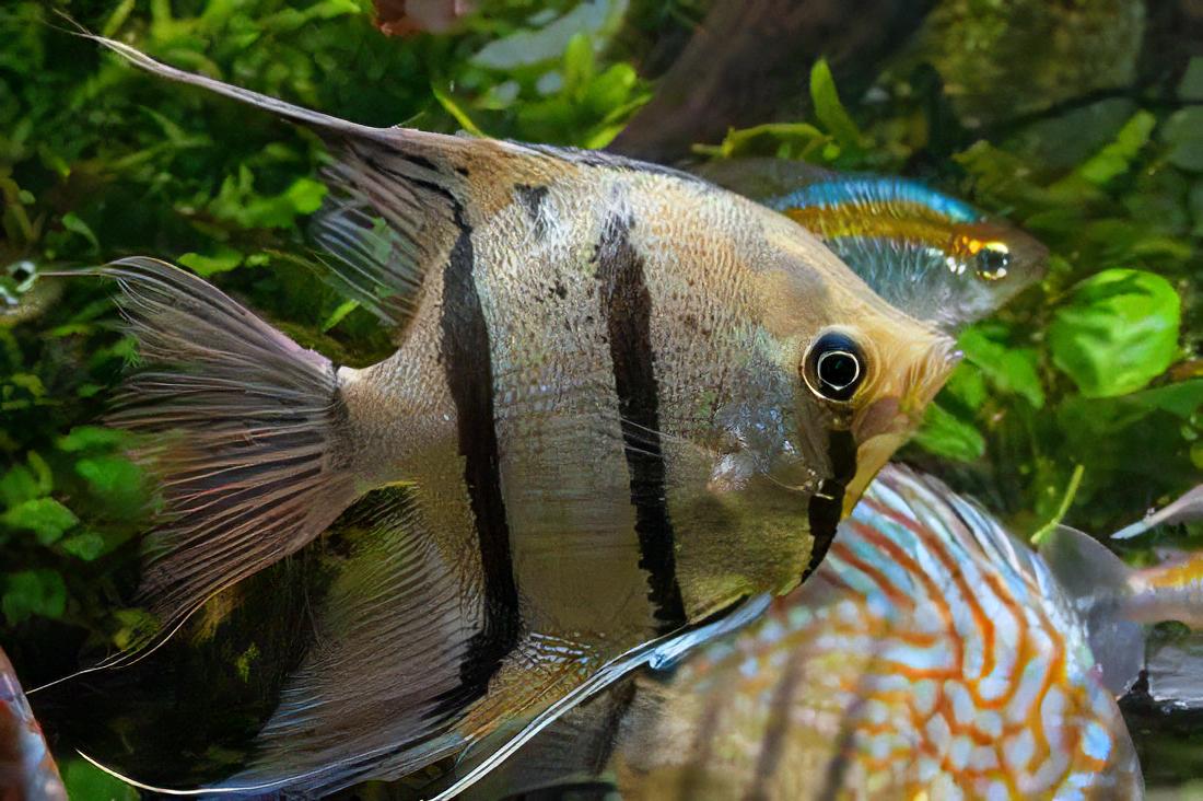 Peruvian Altum Angelfish Pterophyllum Scalare 5cm - Real Aquatics