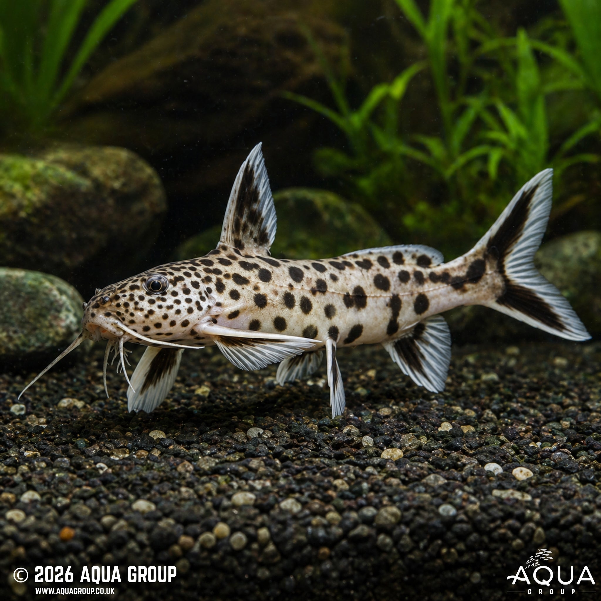 Petricola Catfish (Synodontis petricola)