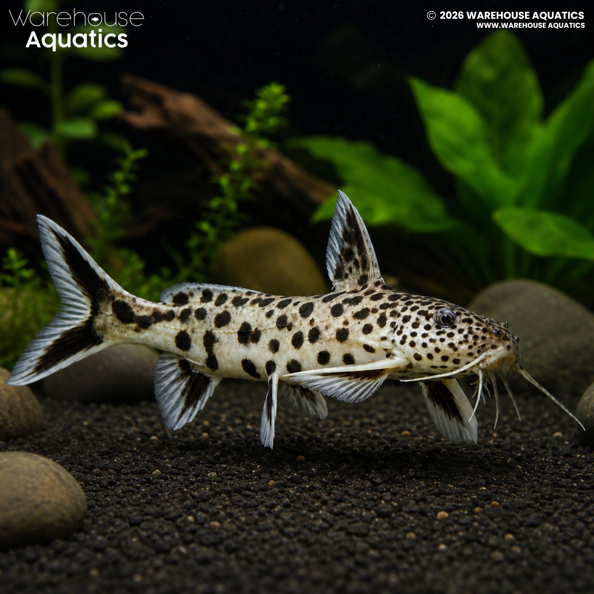 Petricola Catfish (Synodontis petricola)