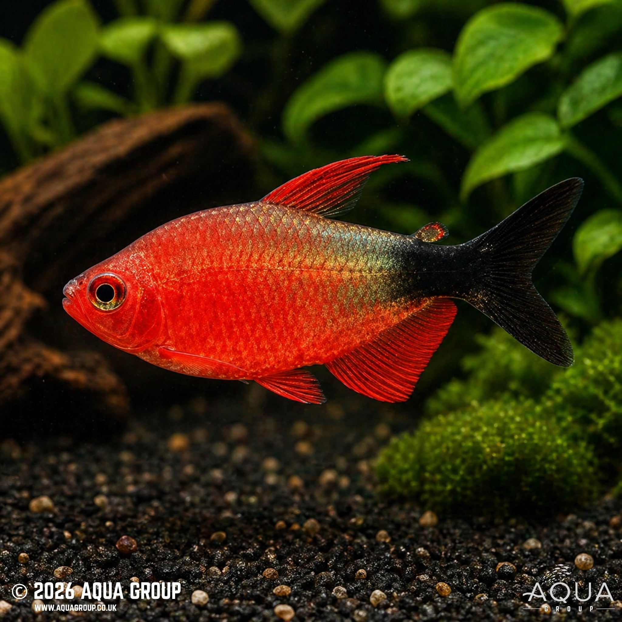 Peugeot Tetra (Hyphessobrycon peugeoti)