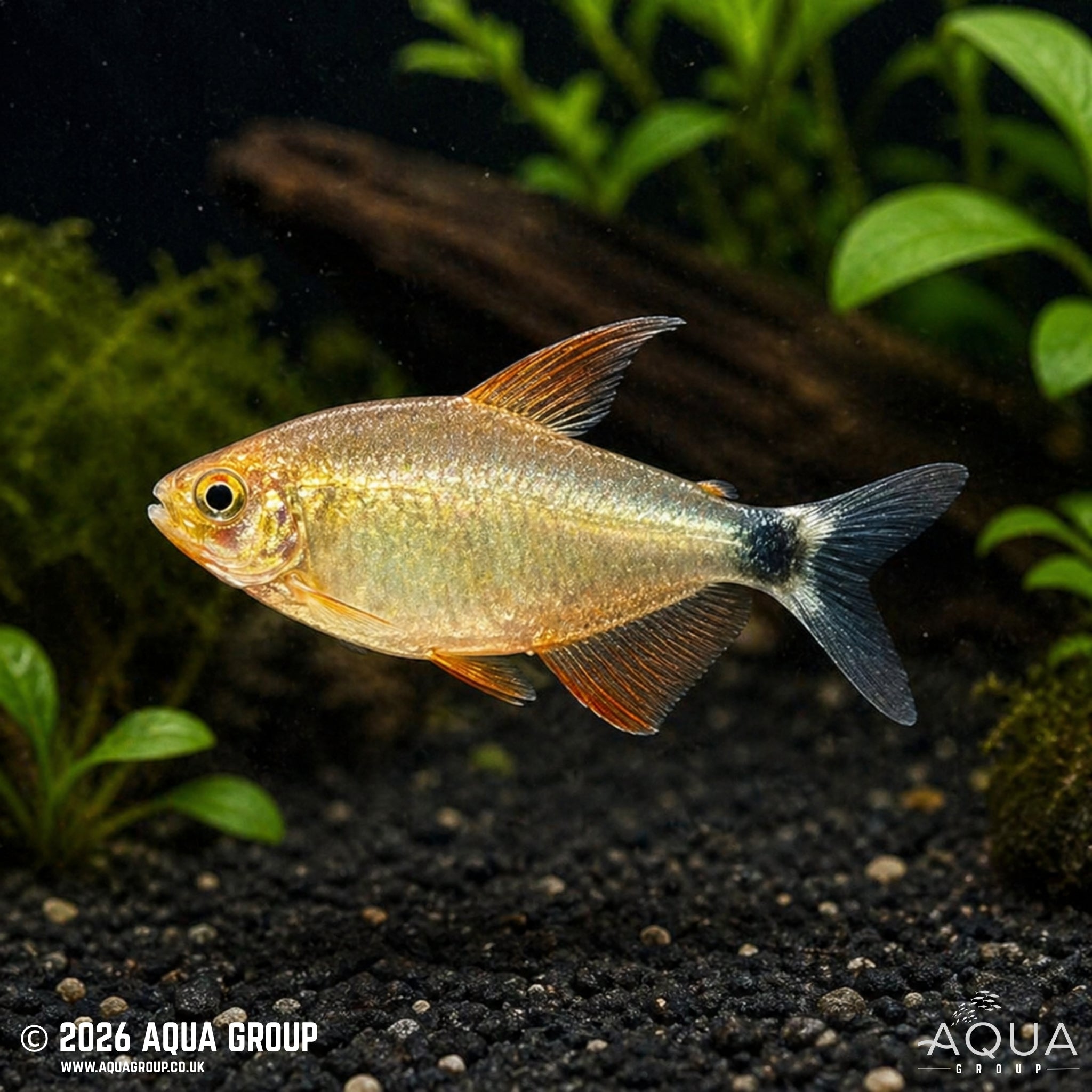 Peugeot Tetra (Hyphessobrycon peugeoti)