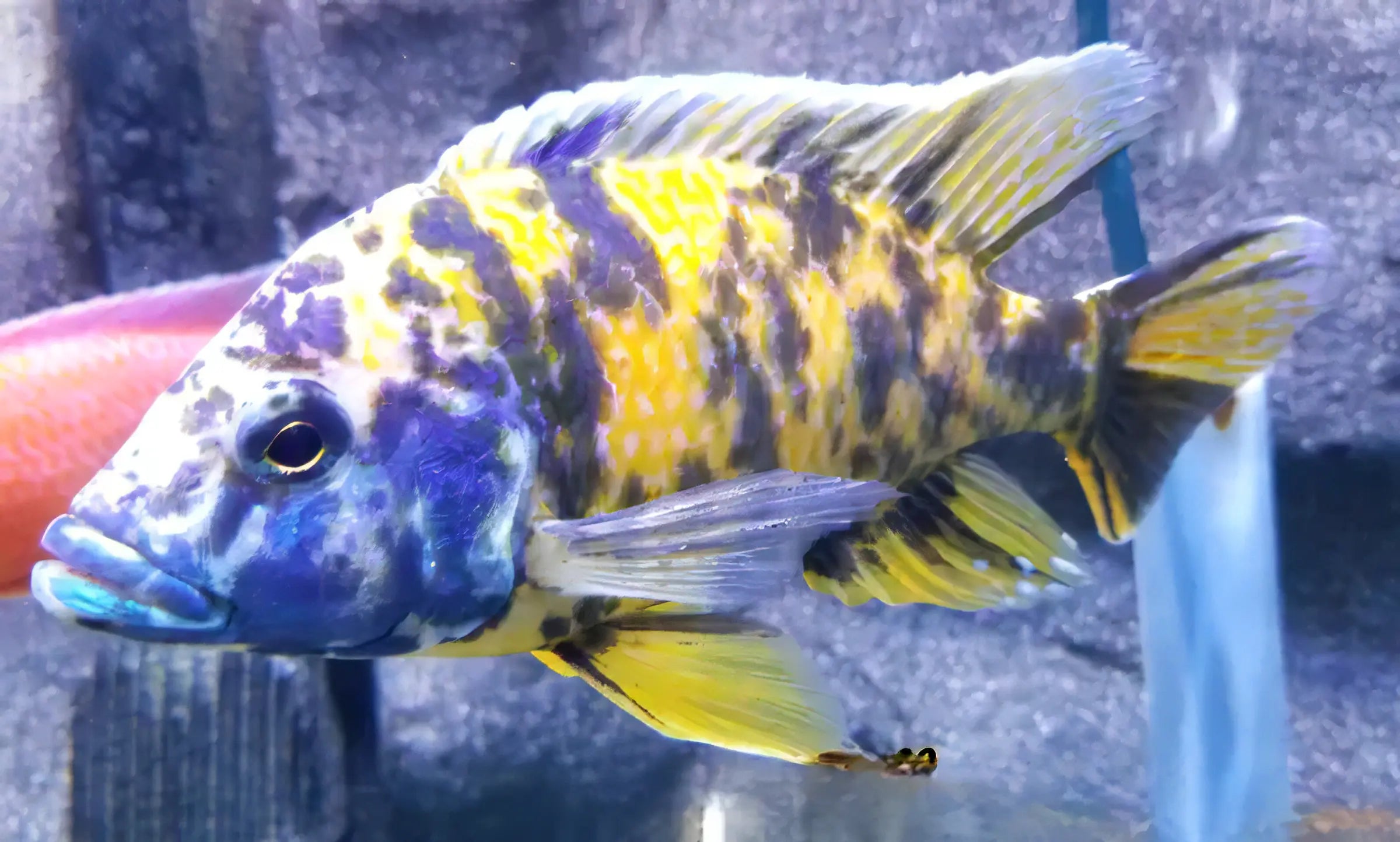 Haplochromis Orange Blotch Compressiceps Malawi African Cichlid