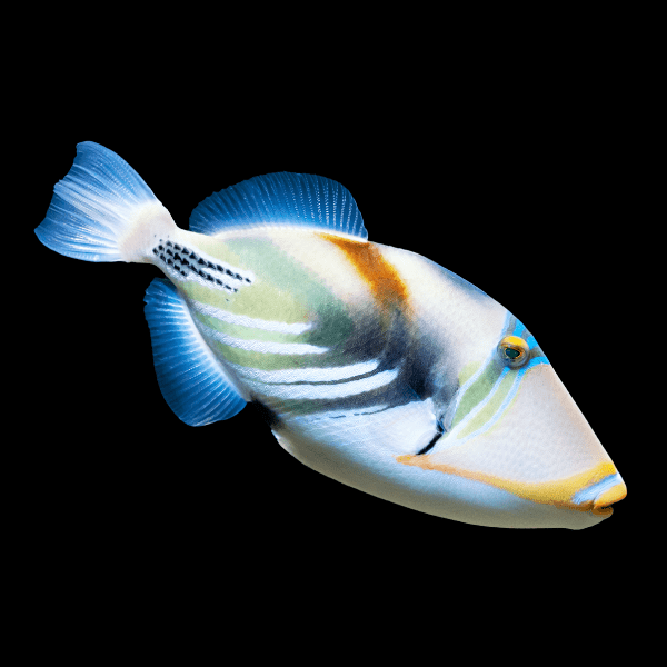 Picasso Lagoon Trigger Fish Rhinecanthus Aculeatus - Real Aquatics