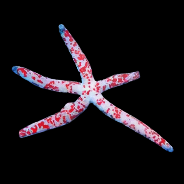 Picasso Starfish Linckia Multifora - Real Aquatics