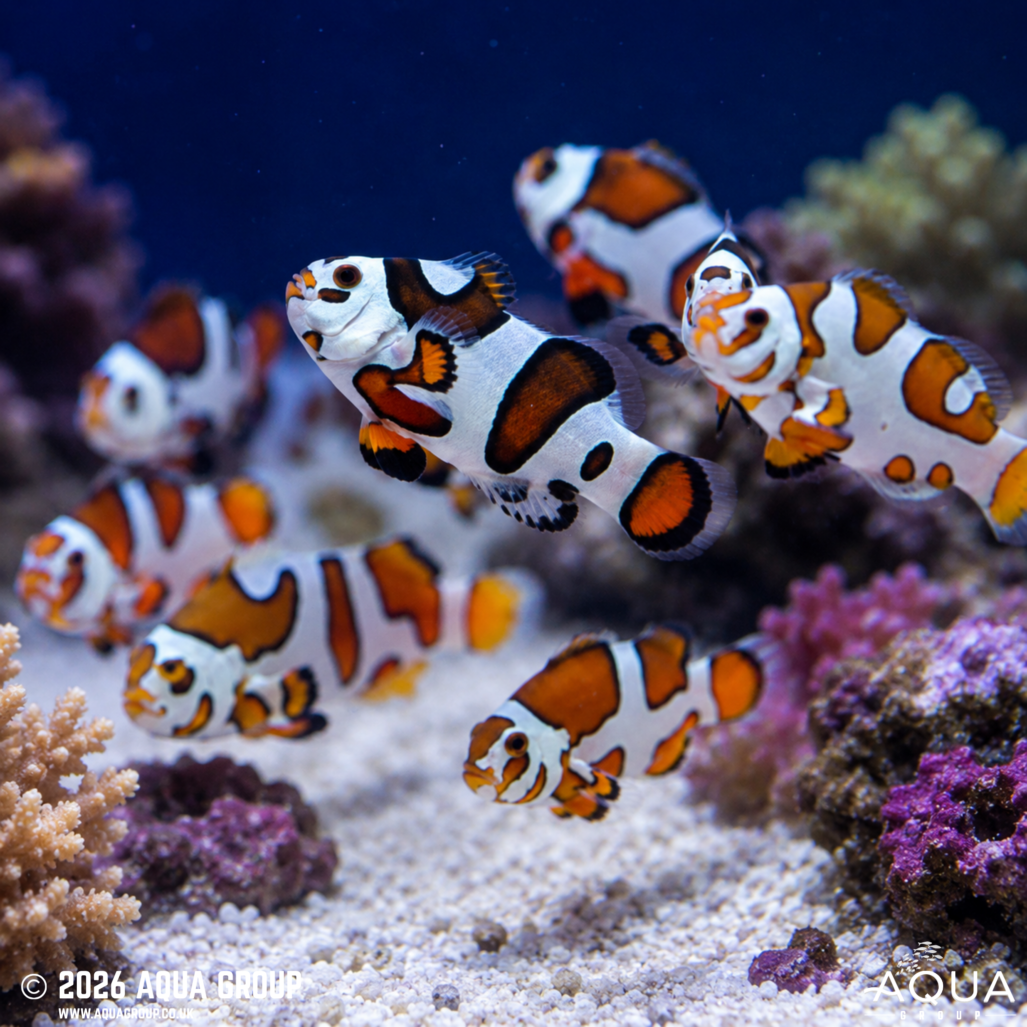 Picasso Storm Clownfish (Amphiprion ocellaris)