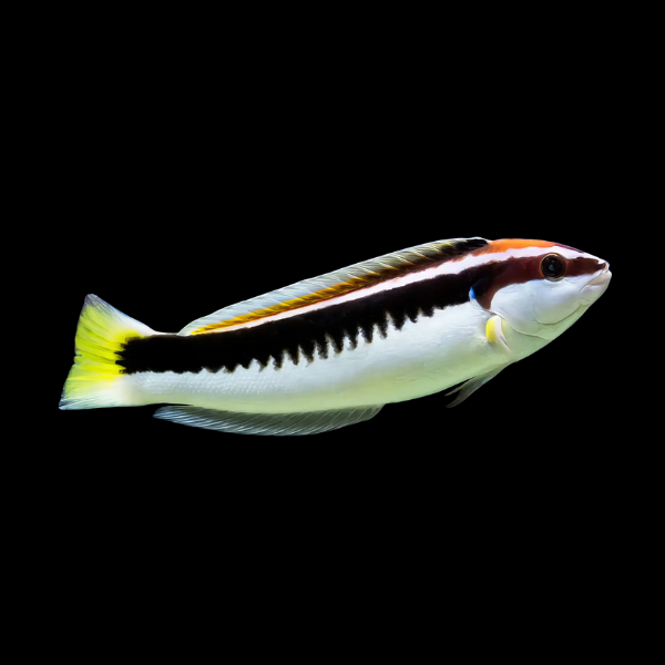Picta Wrasse Coris Picta - Real Aquatics