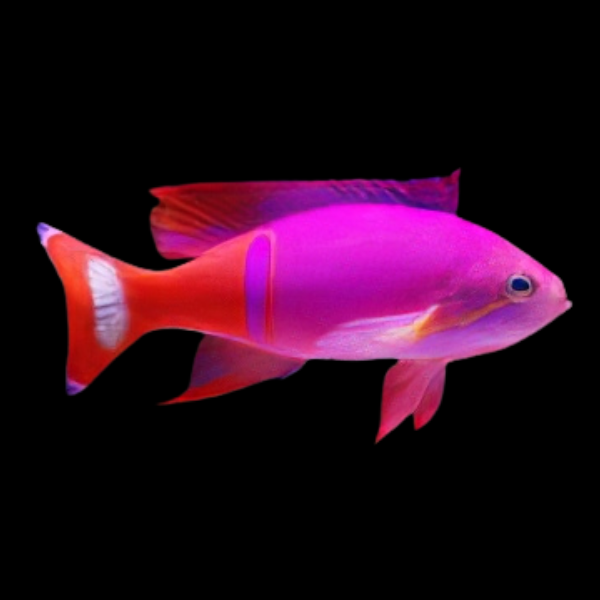 Pictilis Anthias Pseudanthias Pictilis - Real Aquatics