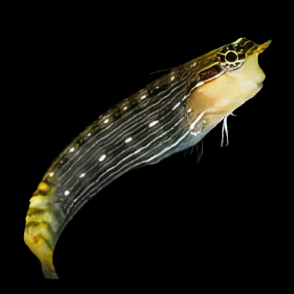 Pictus Blenny Ecsenius Pictus - Real Aquatics