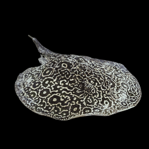 Freshwater Piebald Panda Stingray Potamotrygon Jabuti 20cm