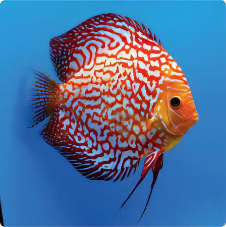 Pigeon Blood Discus - Real Aquatics