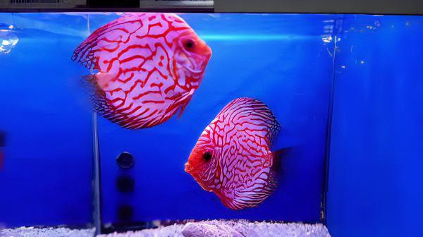 Pigeon Blood Discus - Real Aquatics