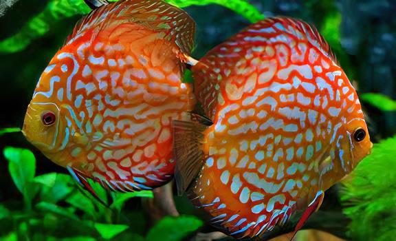 Pigeon Blood Discus - Real Aquatics