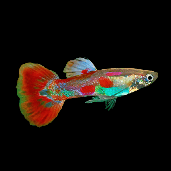 Pigeon Blood Male Guppy Poecilia Reticulata 3cm - Real Aquatics