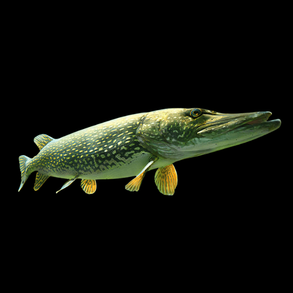 European Pike Esox Lucius 10cm - Real Aquatics