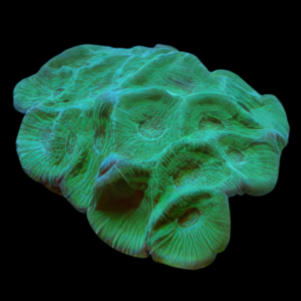 Pineapple Prism Hard Coral Moseleya Sp - Real Aquatics