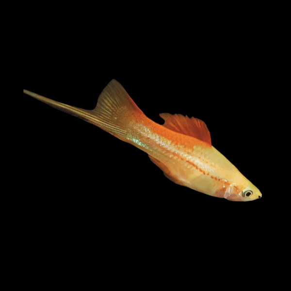 Pineapple Swordtail Xiphophorus Hellerii 3cm - Real Aquatics