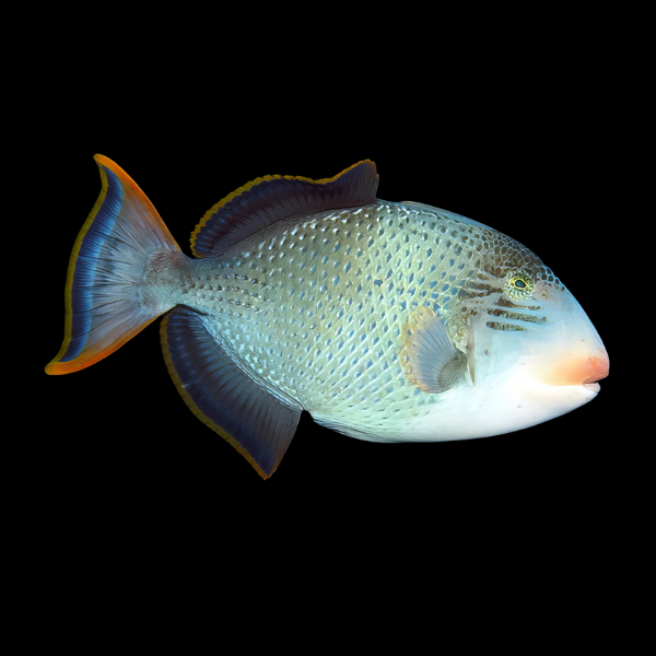 Pineapple Trigger Fish Pseudobalistes Flavimarginatus - Real Aquatics