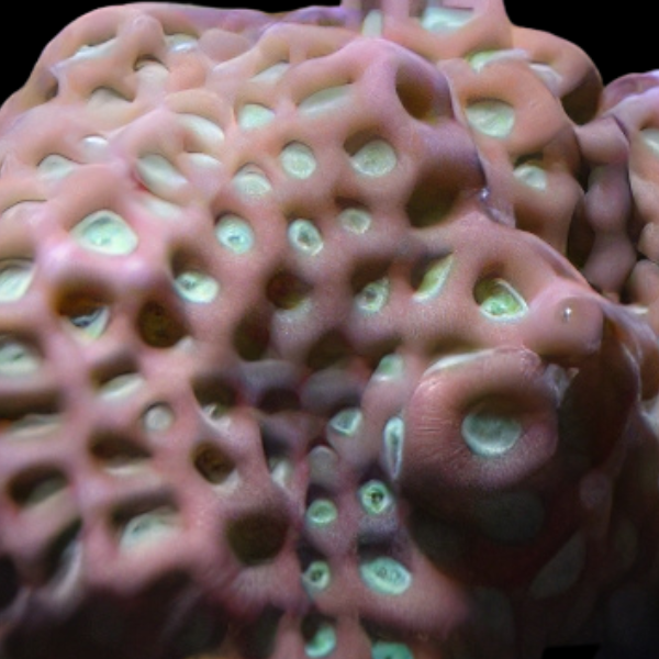 Pineapple War Hard Coral Favites Sp - Real Aquatics