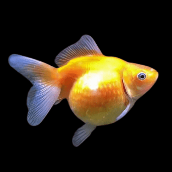 Ping Pong Pearlscale Goldfish Carassius Auratus - Real Aquatics