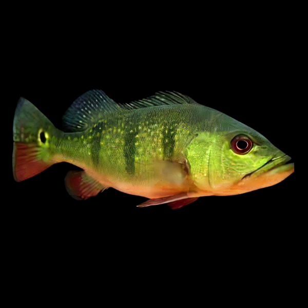 Pinima Peacock Bass - Real Aquatics