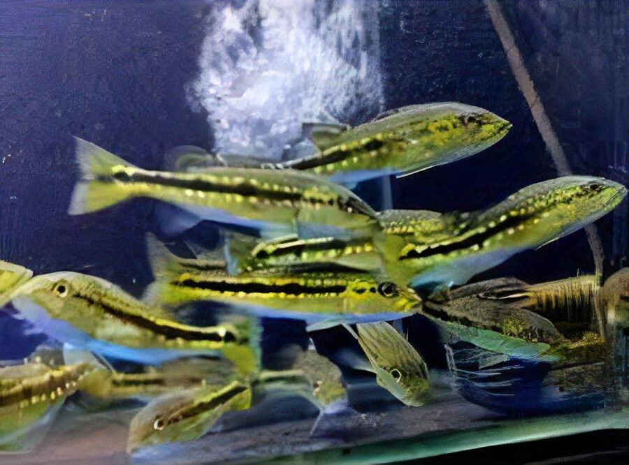 Pinima Peacock Bass - Real Aquatics