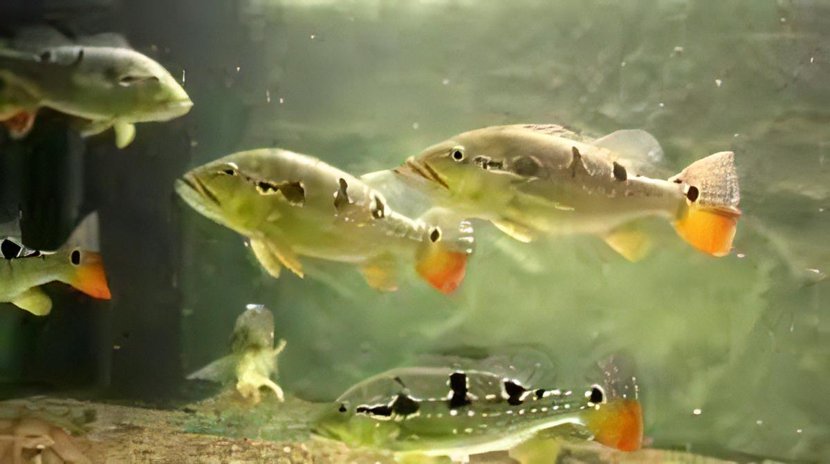 Pinima Peacock Bass - Real Aquatics