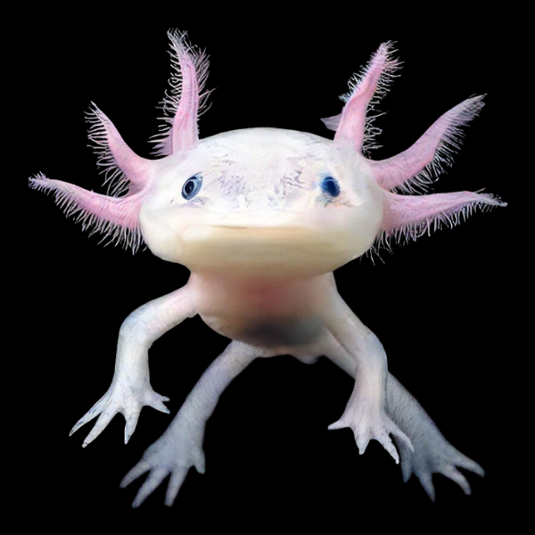 Leucistic Pink Black Eye Axolotl Ambystoma Mexicanum - Real Aquatics