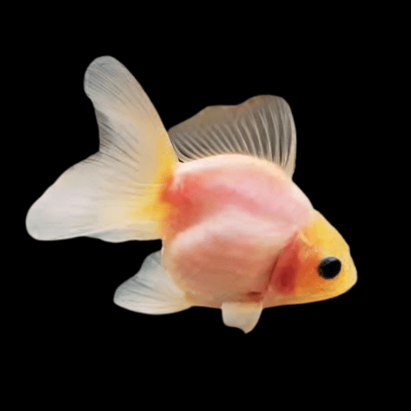 Pink Black Eye Oranda Goldfish Carassius Auratus - Real Aquatics