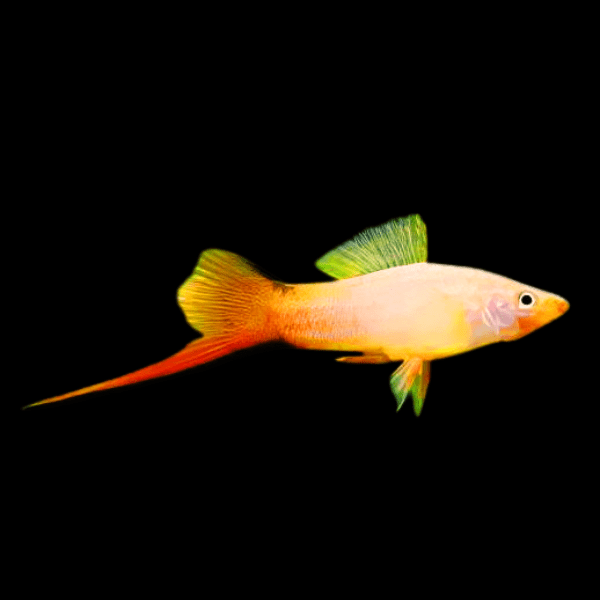 Pink Comet Swordtail Xiphophorus Hellerii 3cm - Real Aquatics
