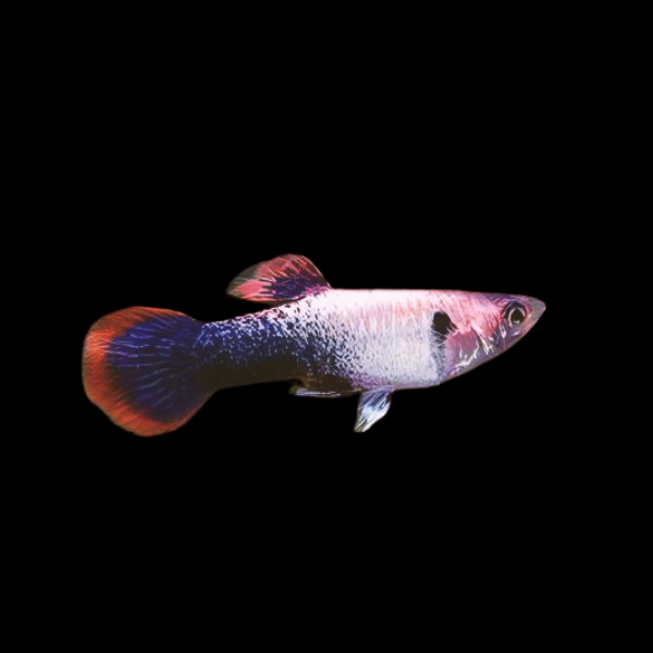 Pink Crescent Guppy Poecilia Reticulata 3cm - Real Aquatics