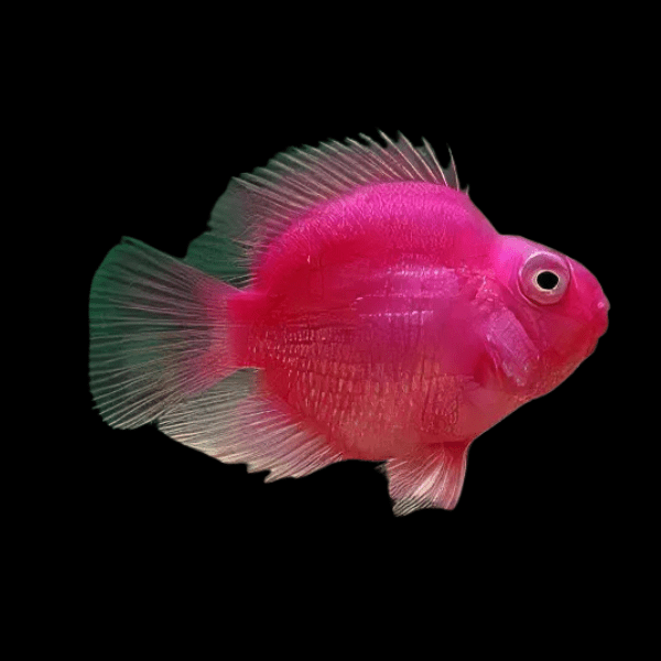 Assorted Parrot Fish Hybrid Amphilophus citrinellus Vieja melanurus 5cm - Real Aquatics