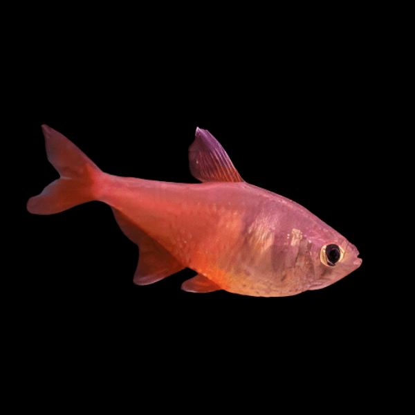 Flame Pink Salmon Tetra Hyphessobrycon Flammeus 2cm - Real Aquatics