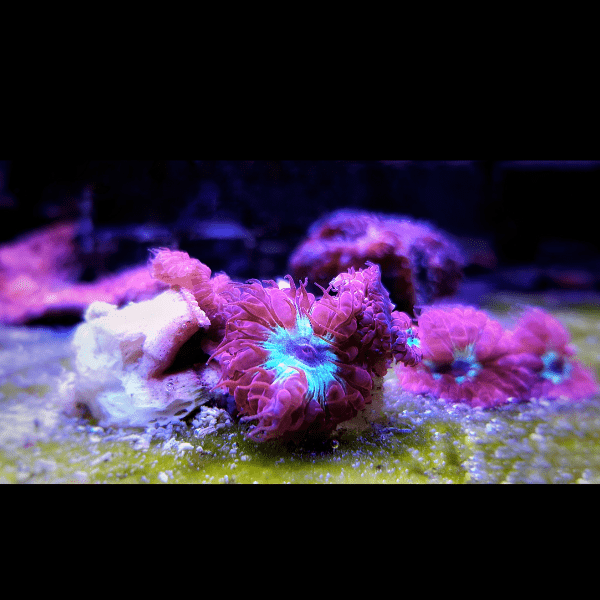 Pink and Green Hard Coral Frag Blastomussa Merletti - Real Aquatics